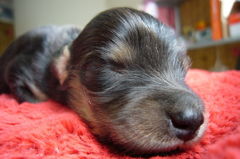★子犬★