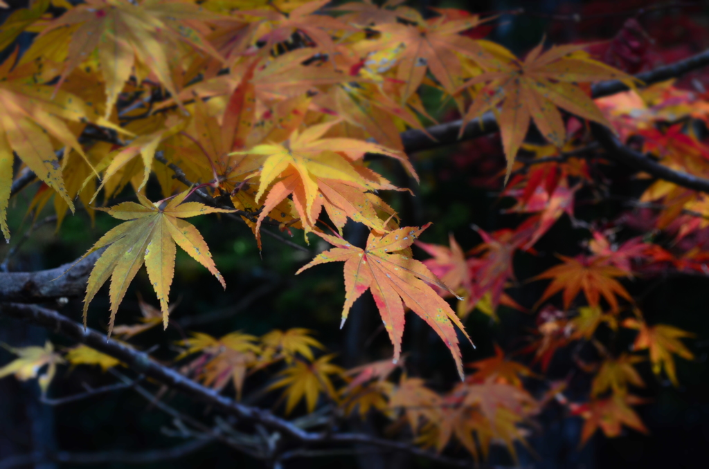 小國神社　紅葉祭り