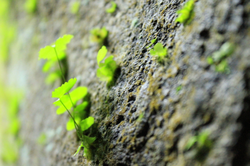 洞窟内の植物