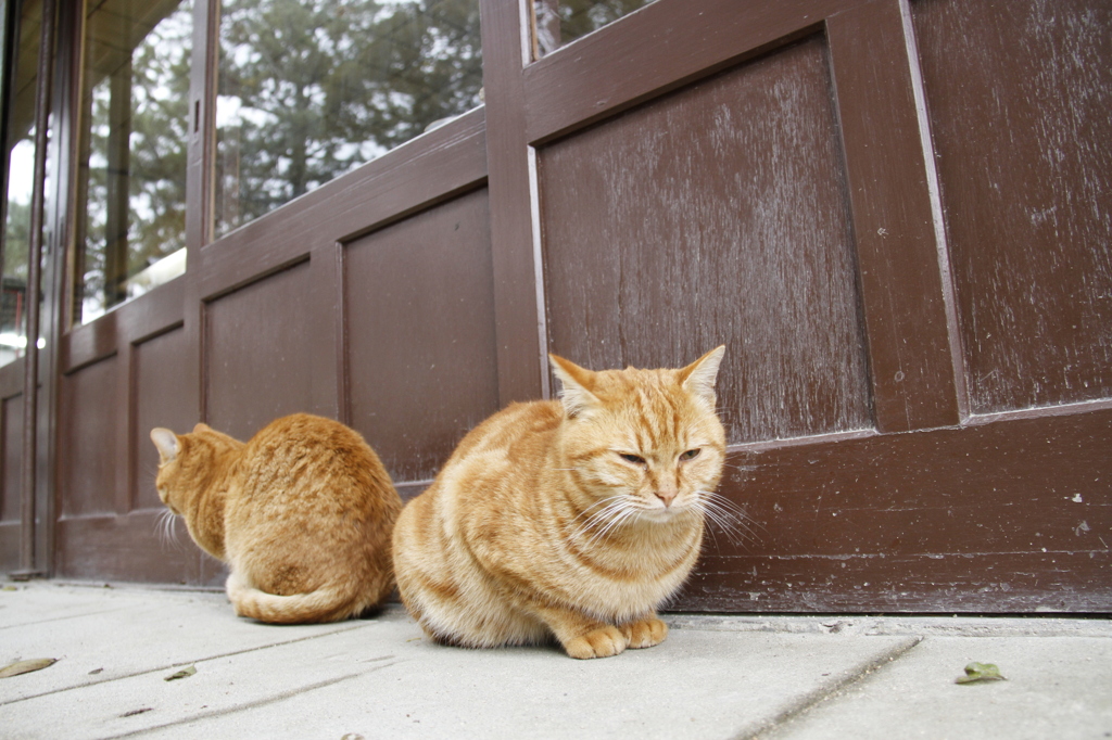 日向ぼっこ