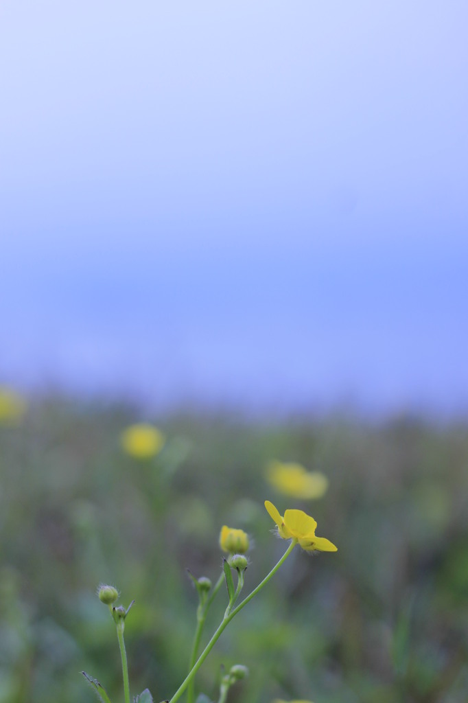 島に咲く花