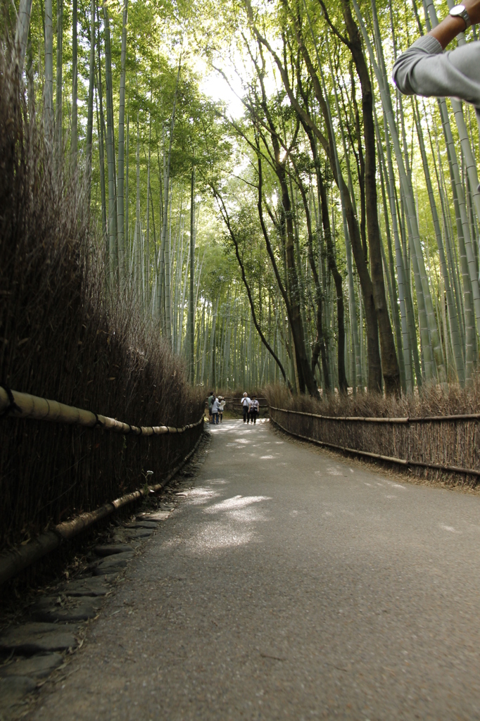 竹林の道