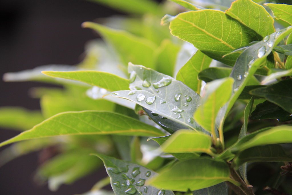 雨の爪痕