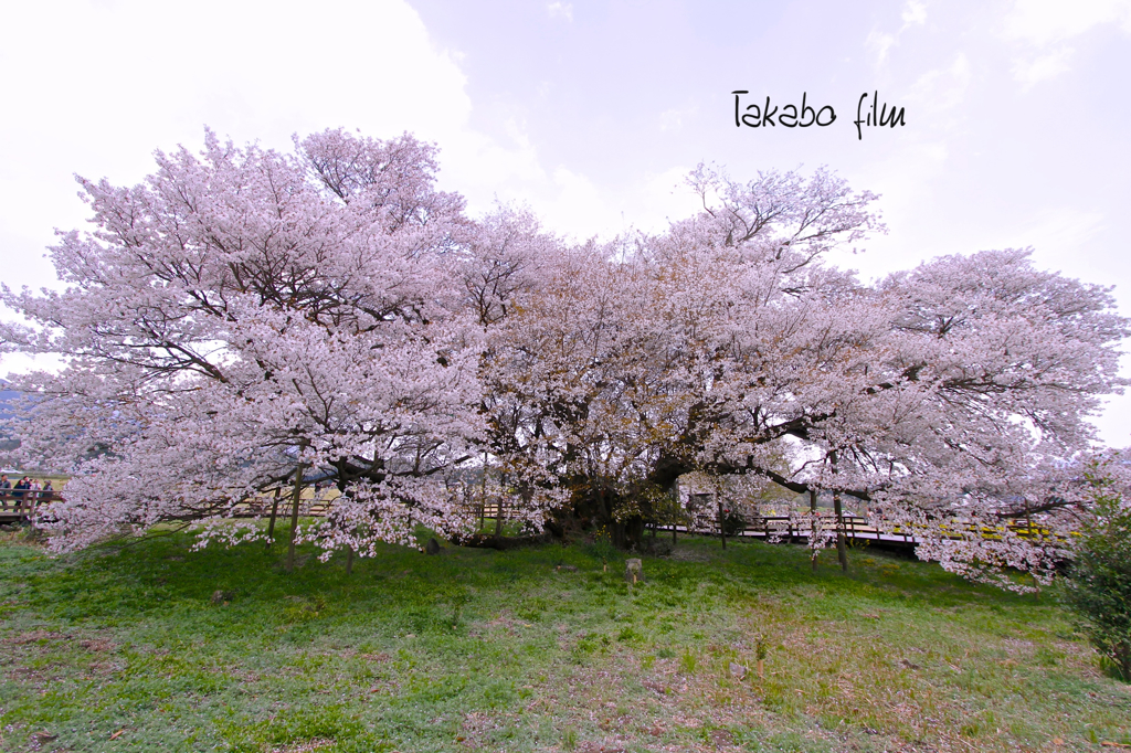 一心行の大桜in熊本県南阿蘇