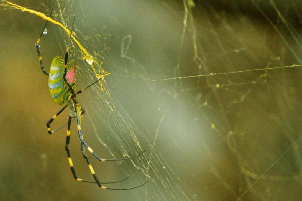 YELLOW.web