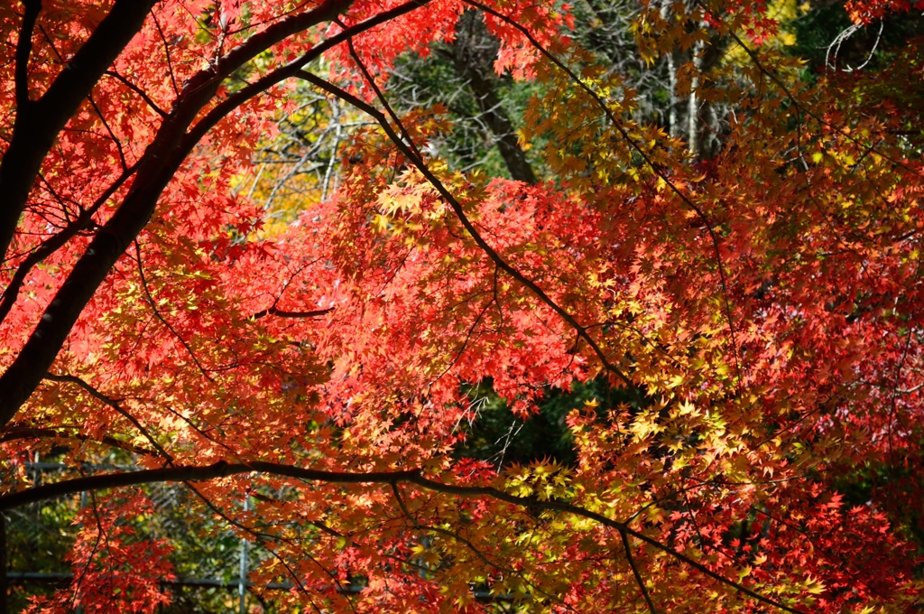 山梨県 昇仙峡スナップ その１０