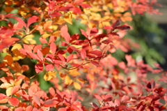 井の頭公園スナップその１