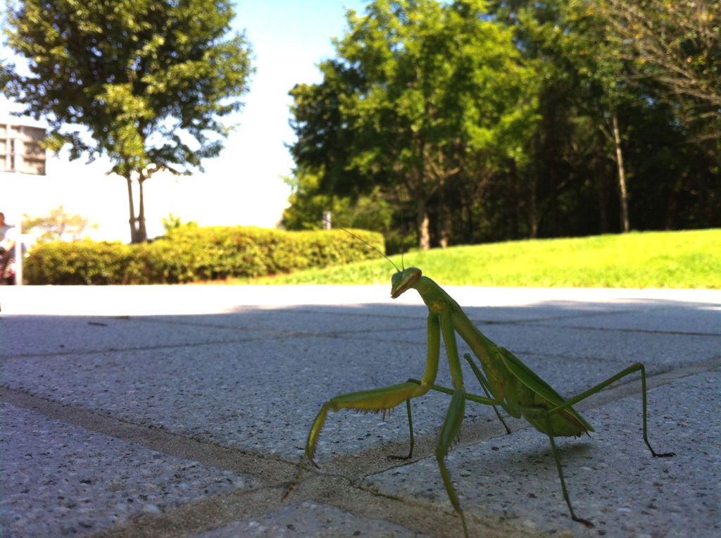 カマキリ