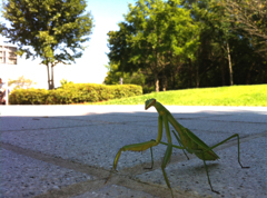 カマキリ