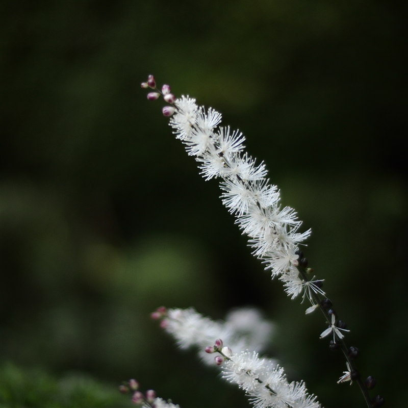 華