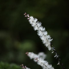 華
