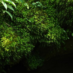 苔