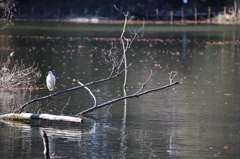 三宝寺池のコサギ