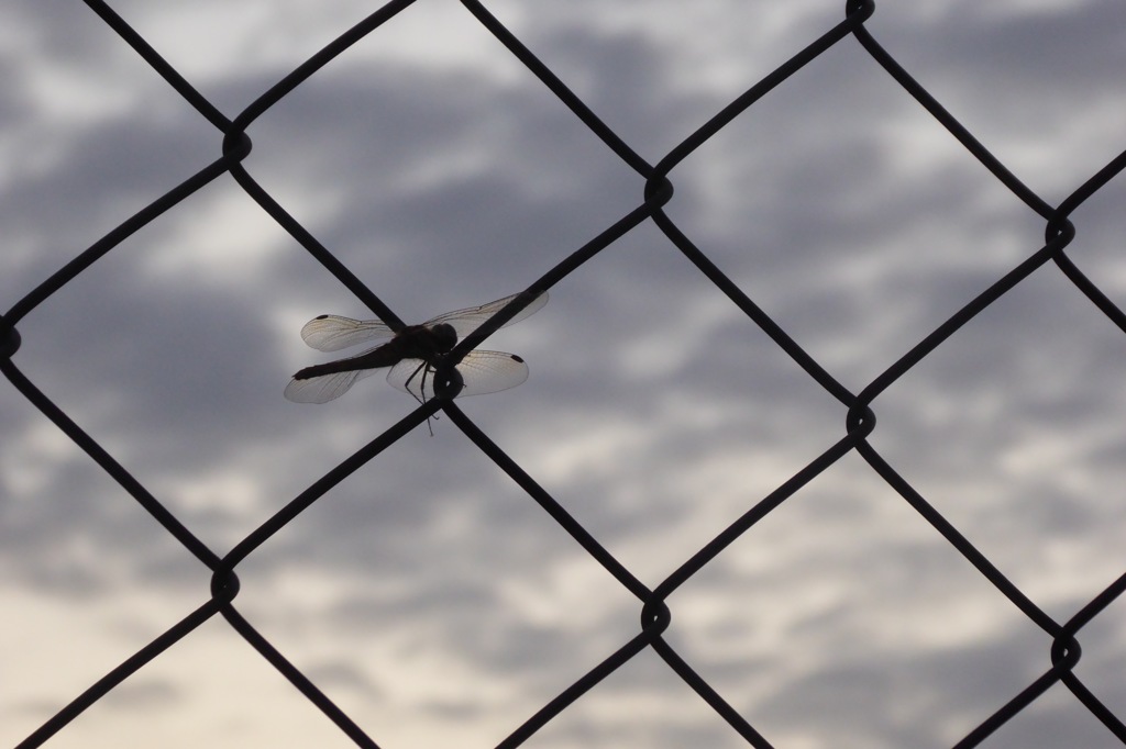 死に忘れたトンボ