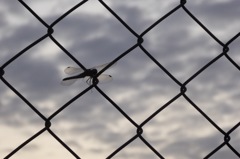 死に忘れたトンボ