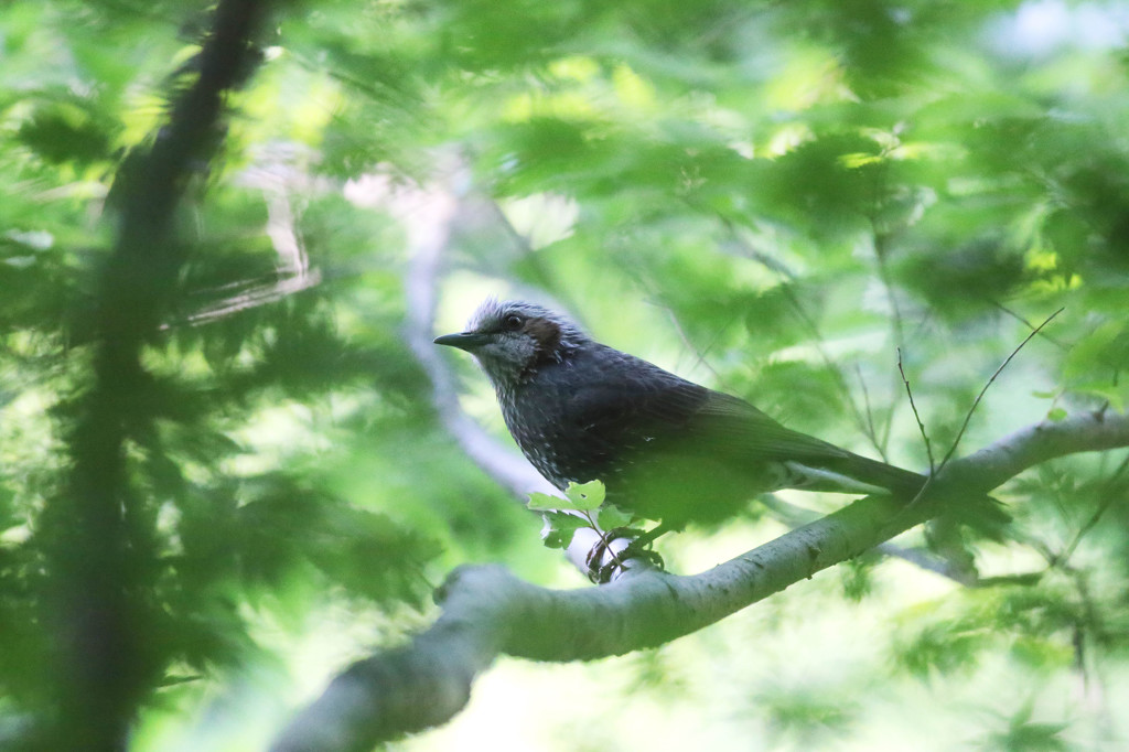 新緑の中のヒヨドリ