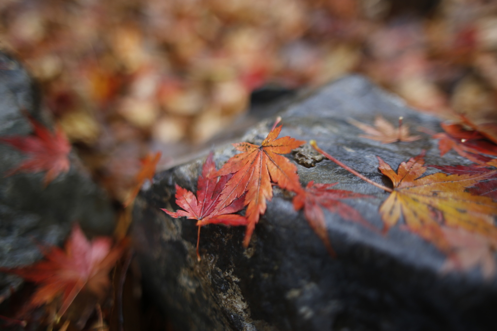雨降って濡れ落葉