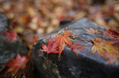 雨降って濡れ落葉