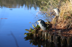 のんびりしたゴイサギ