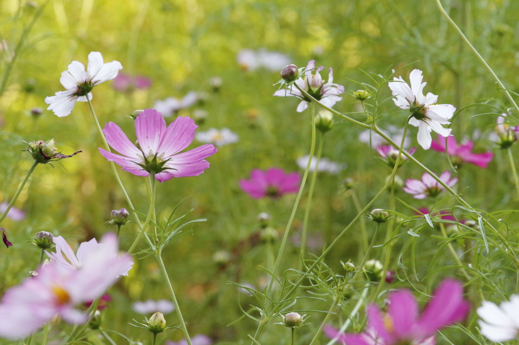 コスモス