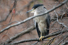 眠そうなゴイサギ