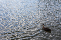 池の鴨