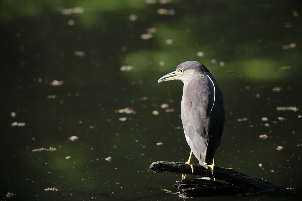 後ろ姿のゴイサギ