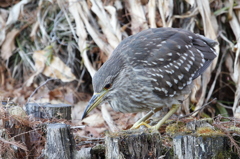 水面を見るゴイサギ