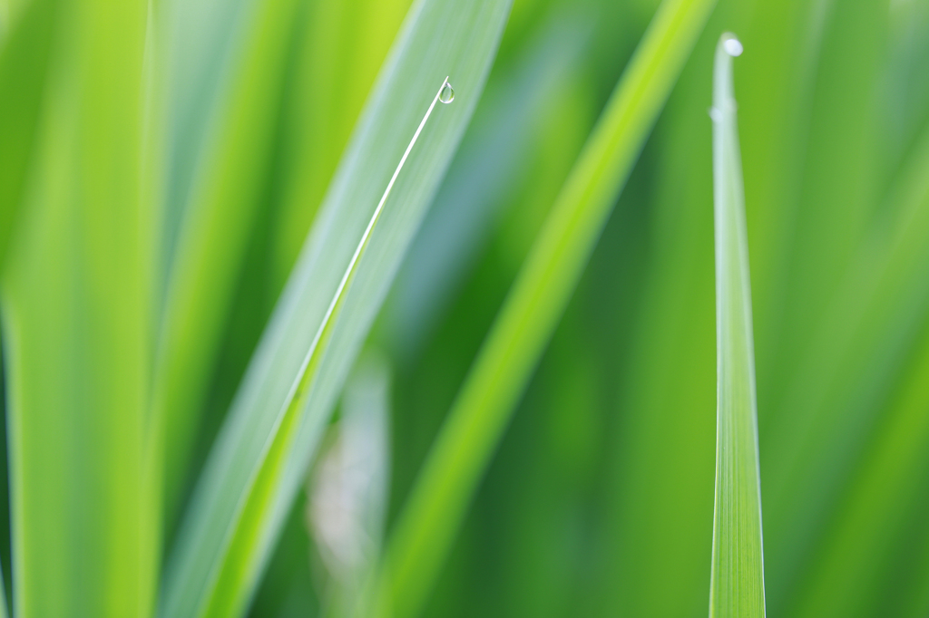カキツバタの葉