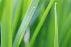 カキツバタの葉