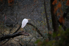 三宝寺池の白鷺