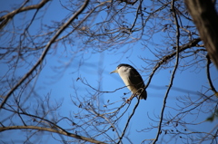 枝の上のゴイサギ