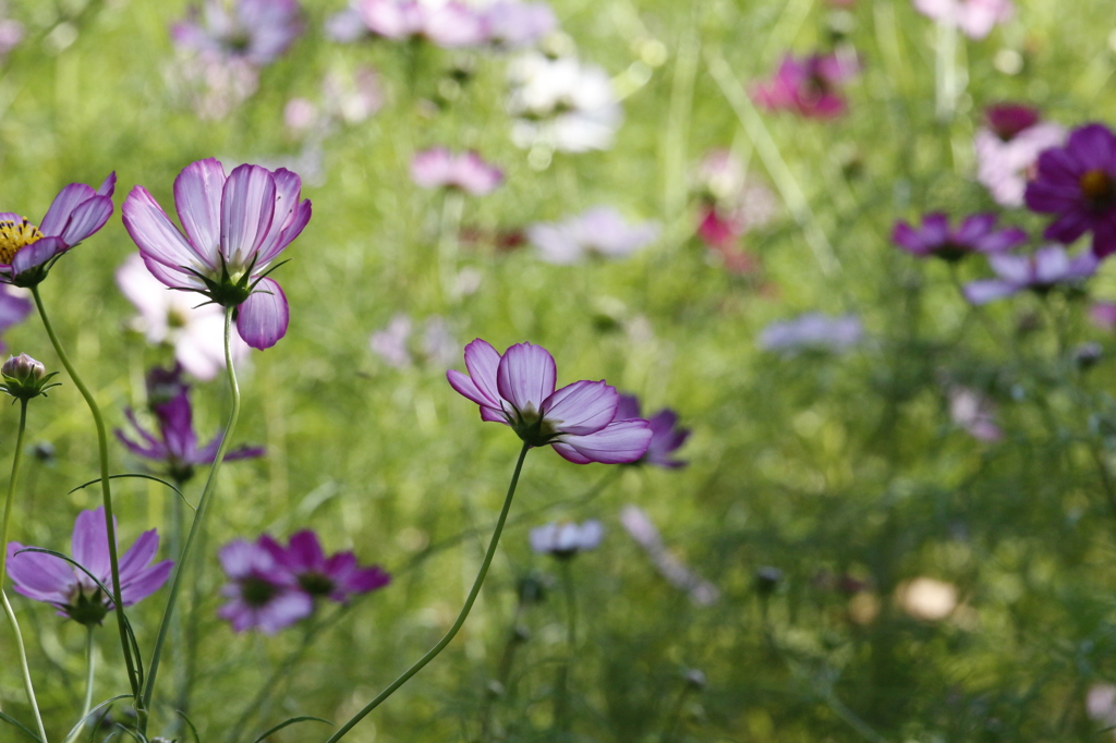 パープルフリンジなコスモス