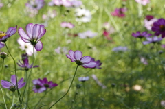 パープルフリンジなコスモス