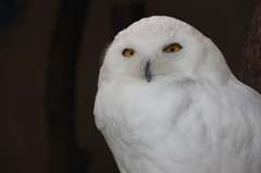 上野動物園のシロフクロウ