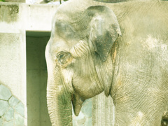 zou