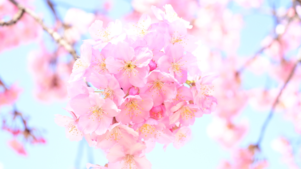 河津桜