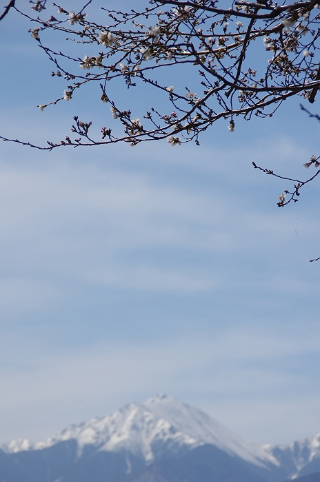 安曇野の桜と常念岳