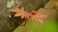 春紅葉