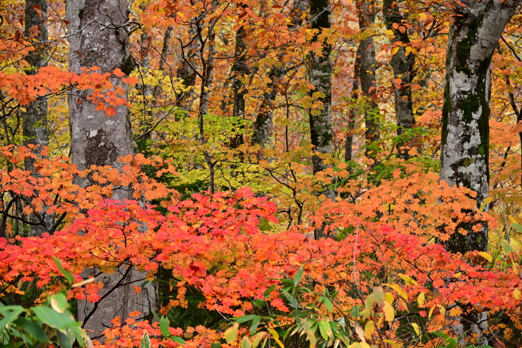 ブナ平の紅葉