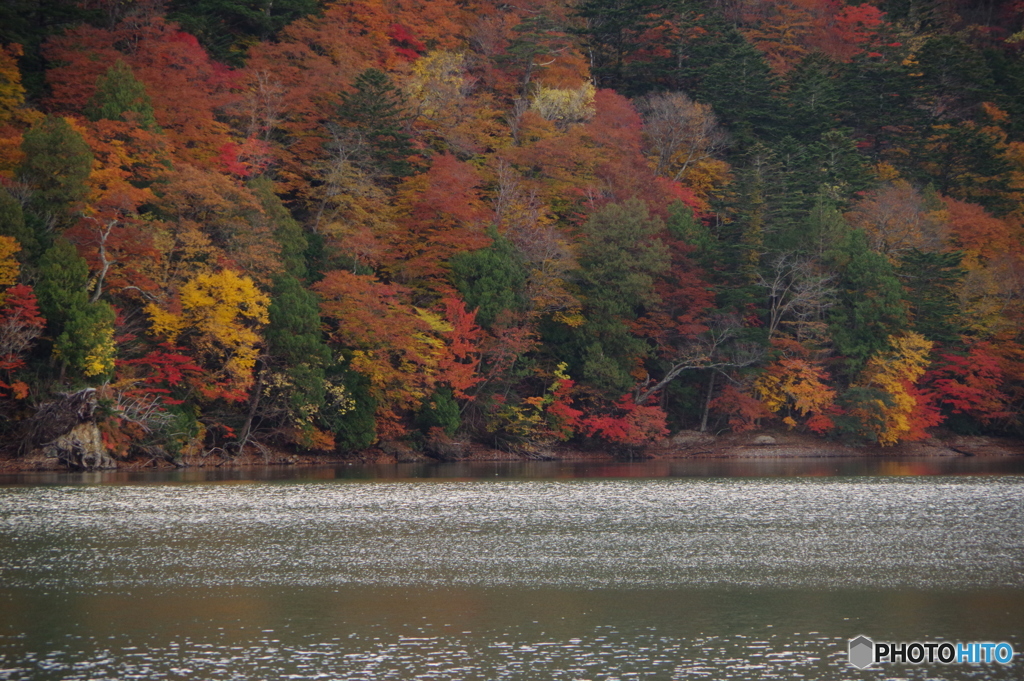 奥日光 西ノ湖の紅葉