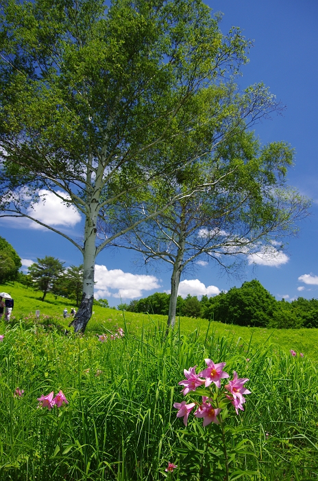 ヒメサユリ咲く高原