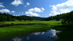 盛夏 尾瀬沼 大江湿原