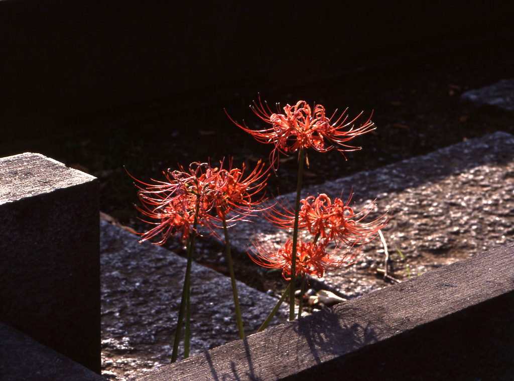 曼珠沙華