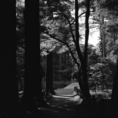 平林寺の森