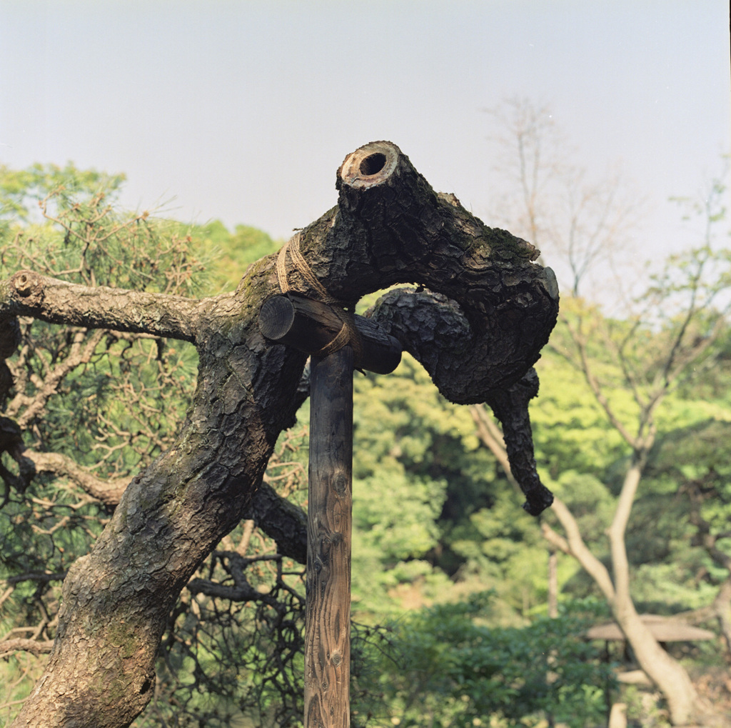 04公園の樹木