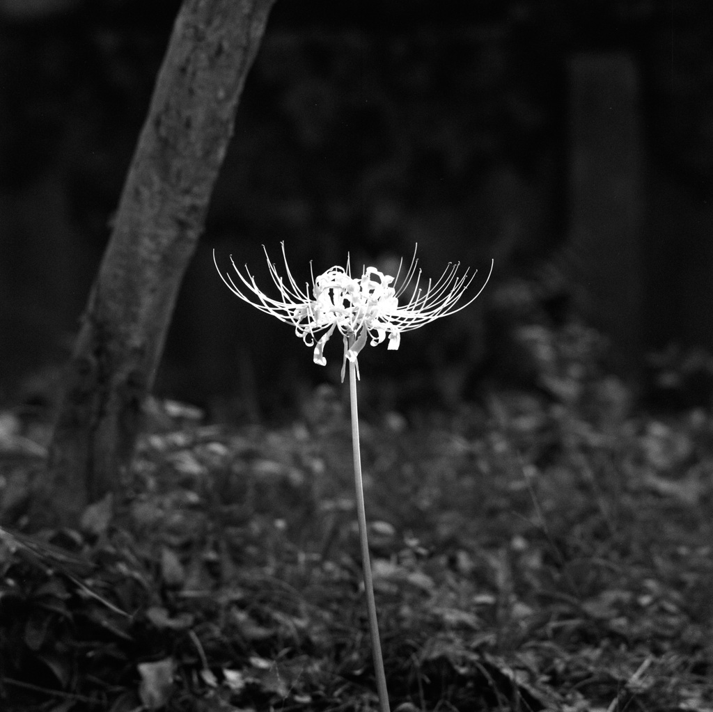 曼珠沙華