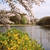 桜と連翹