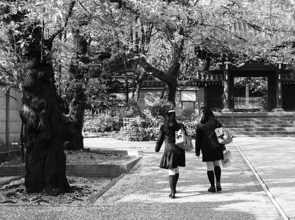 桜の季節から新緑へ