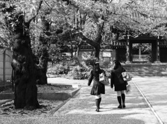 桜の季節から新緑へ